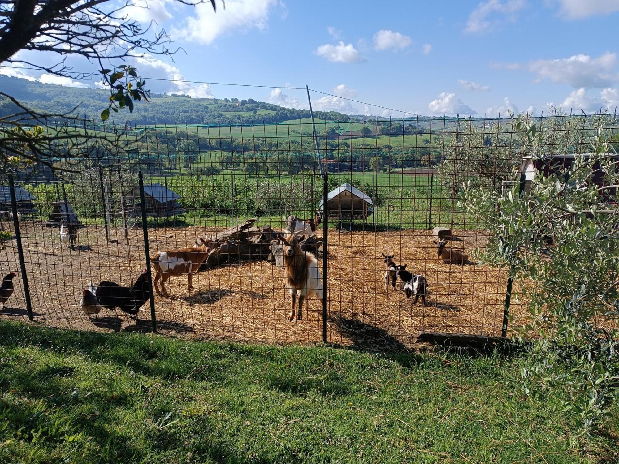 Villa La Piccola Fattoria à Todi Extérieur photo